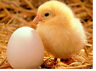 15661_large_chicken-egg